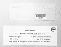 Puccinia zinniae image